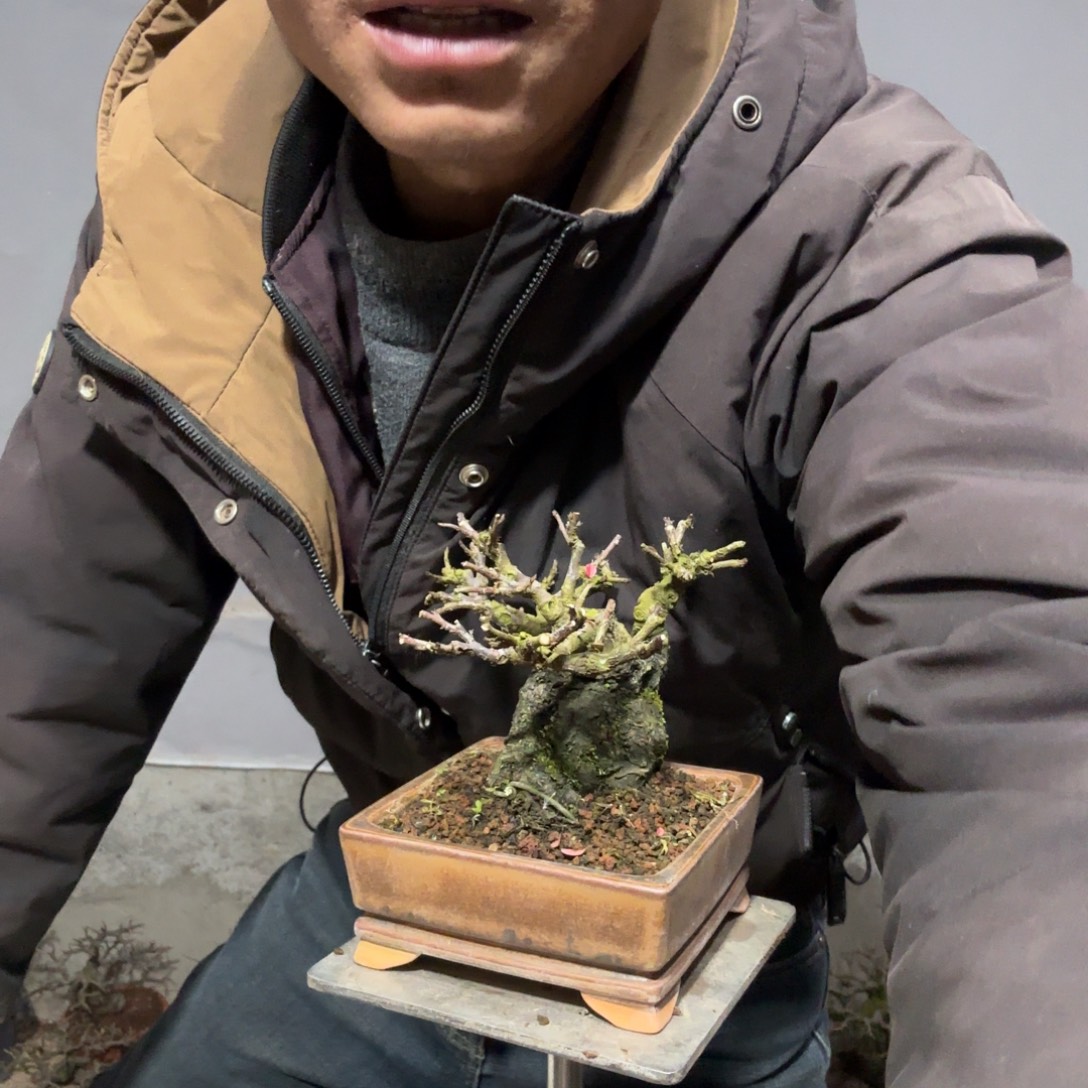 秀****云南昭通红花平枝栒子红花