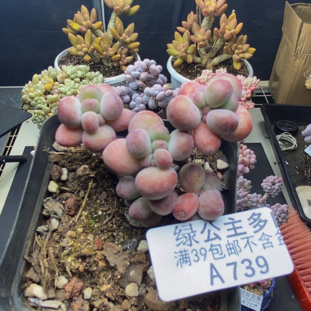 739苹果奶一代多肉5c m