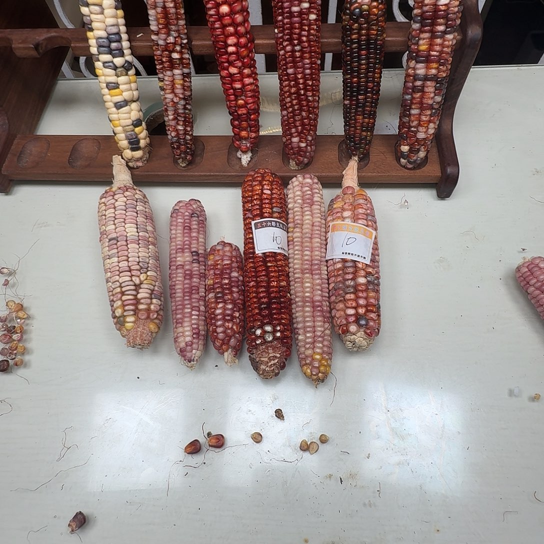 S***_大叶紫檀（黑酸枝木类）