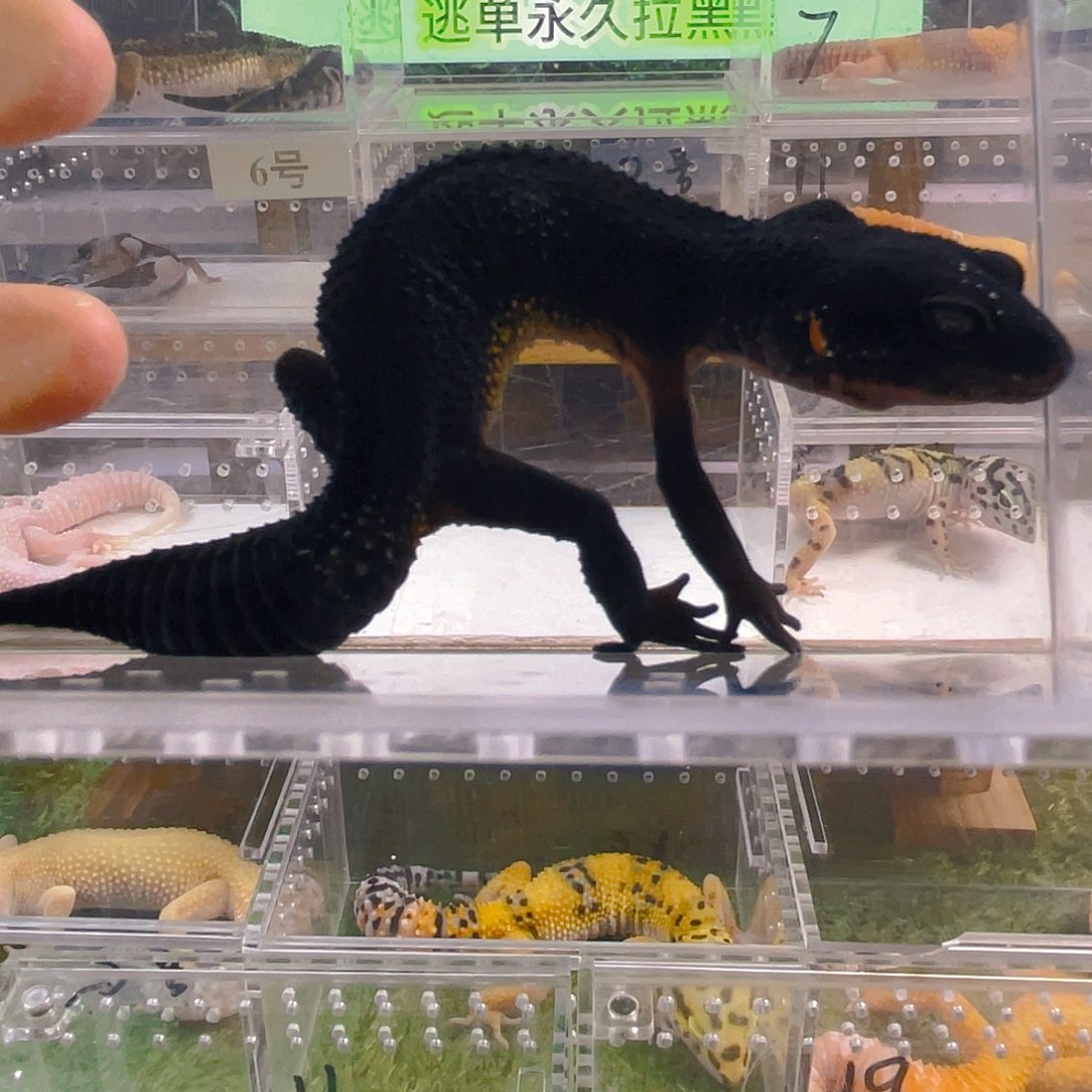 豹纹守宫豹纹守宫苗子亚成成体可爱懒宠