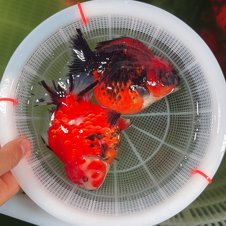 金鱼火麒麟加小虎子