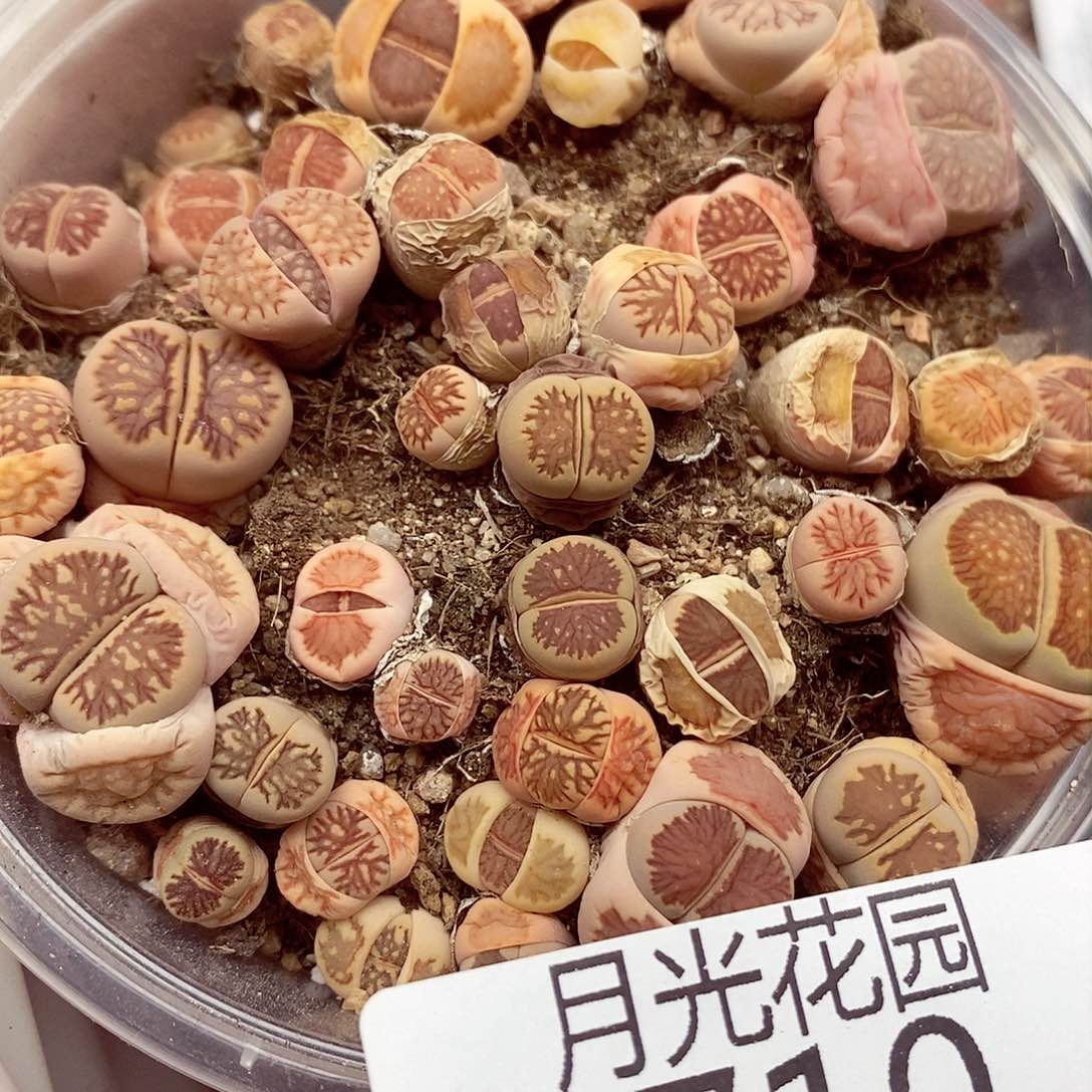 我要做自己爱干就给710