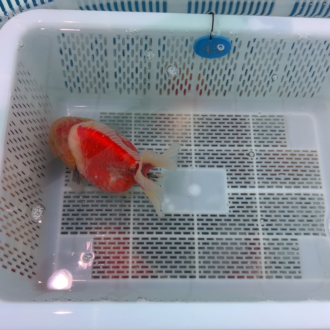 我***)金鱼加我吧谢谢您哈兄弟我想