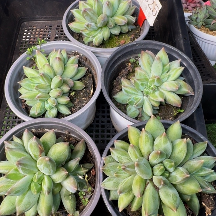 ****༊2625多肉植物一物一拍