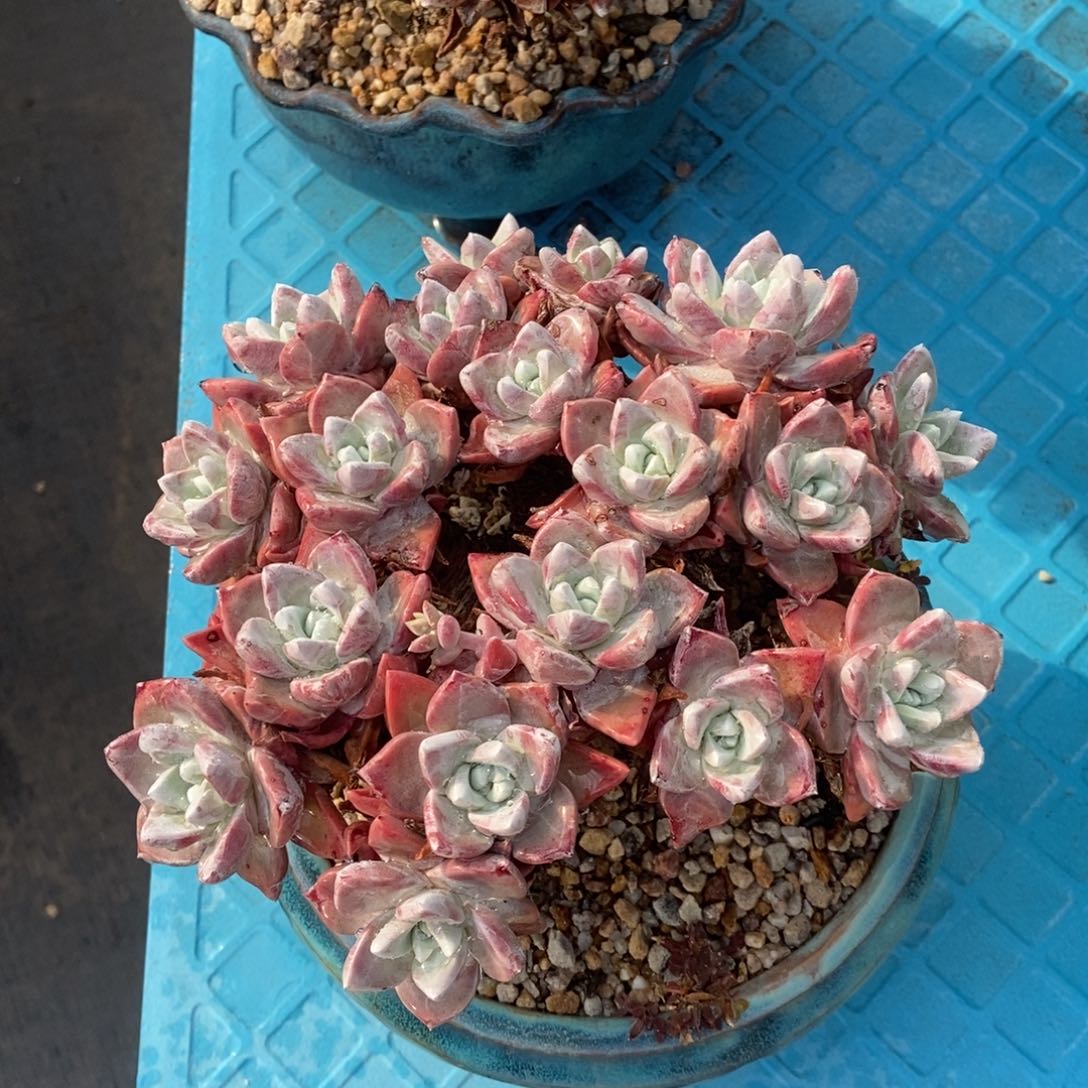 法瑞杂交多肉植物