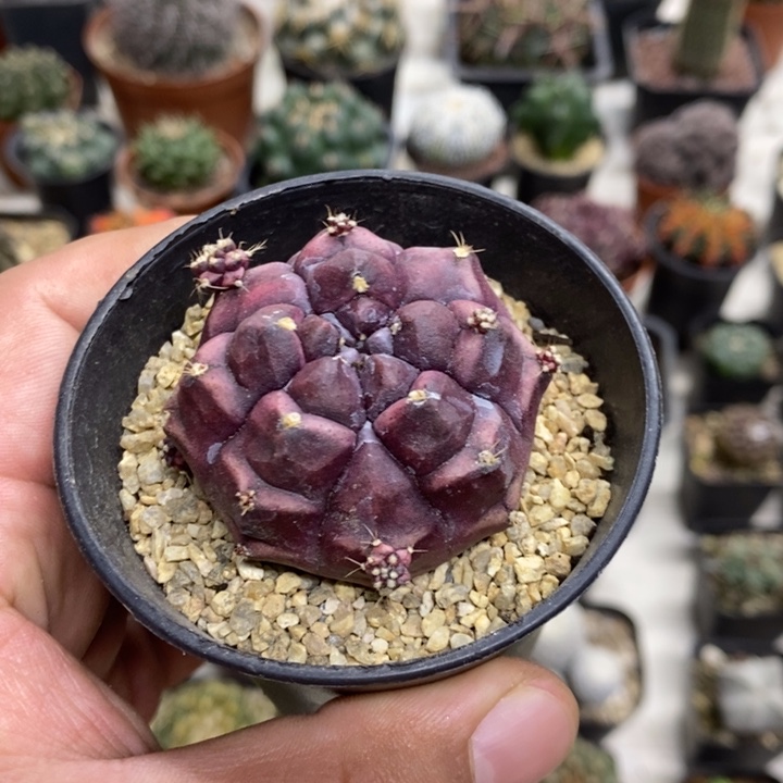 梦想牡丹特价福利