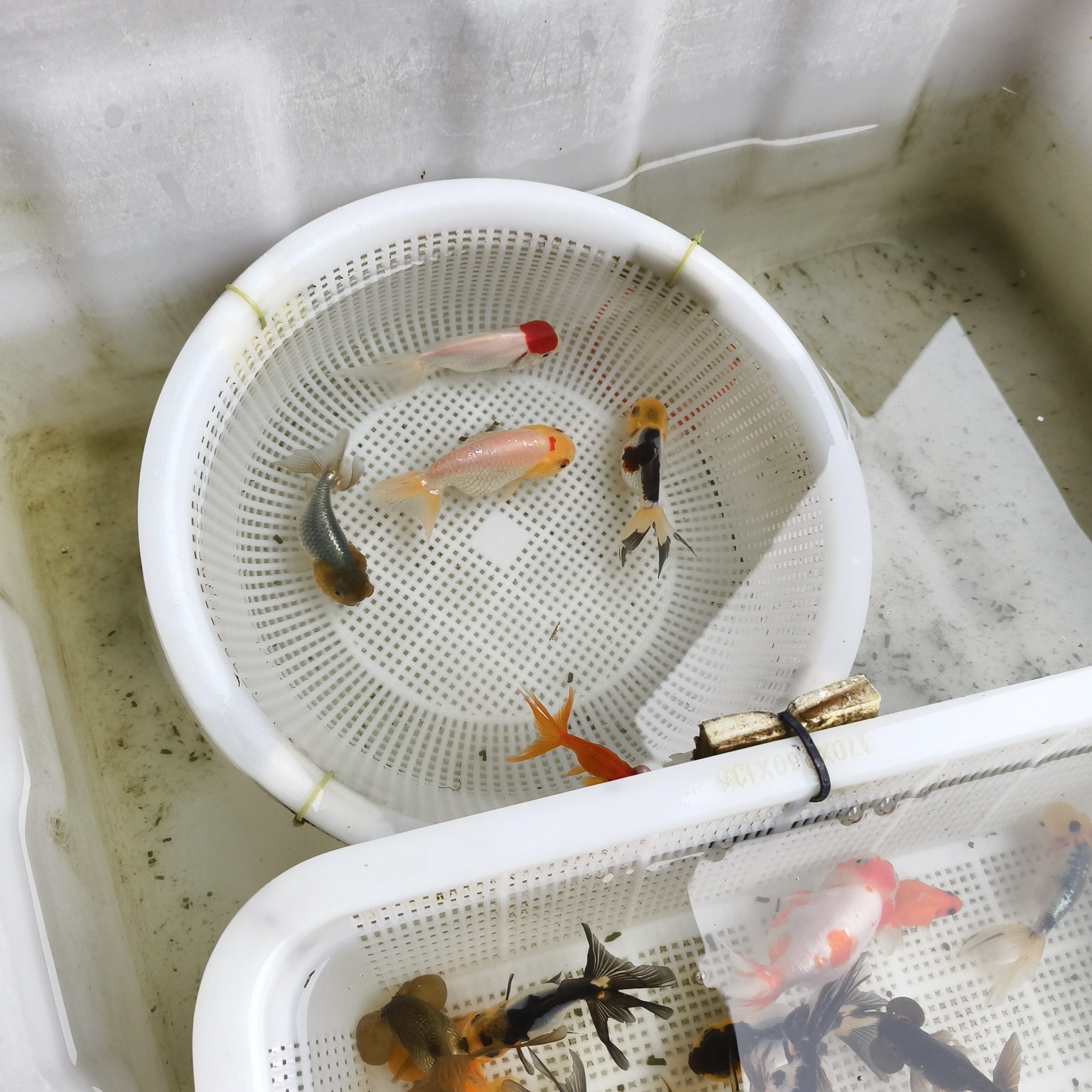 金鱼龙睛冷水观赏鱼好养耐活淡水鱼苗活体