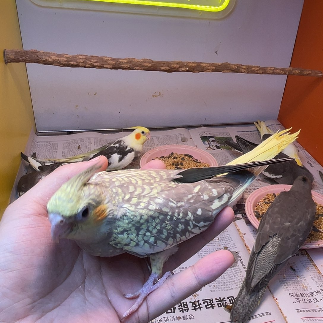 玄凤鹦鹉/鸡尾鹦鹉