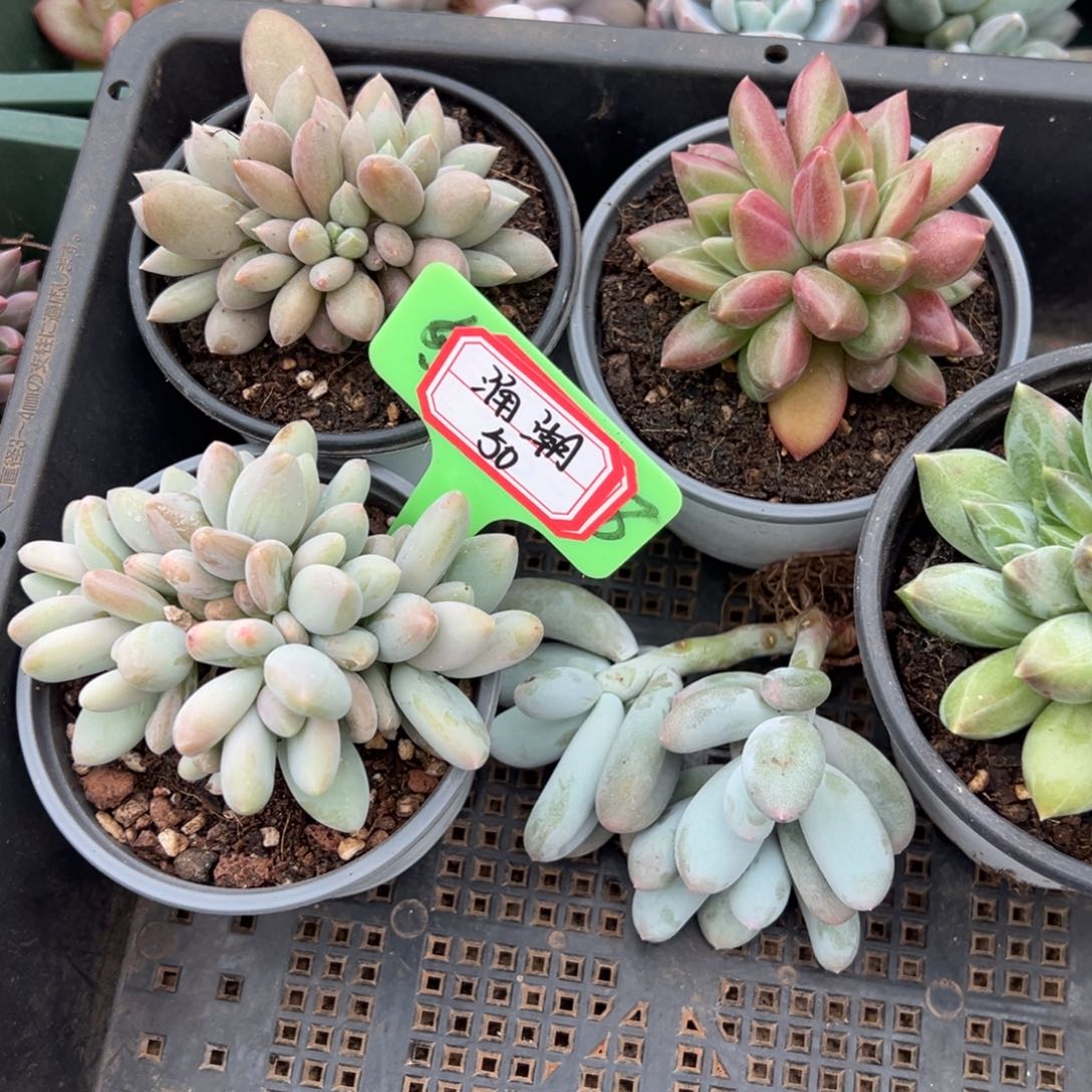 涌***上涌潮50。                