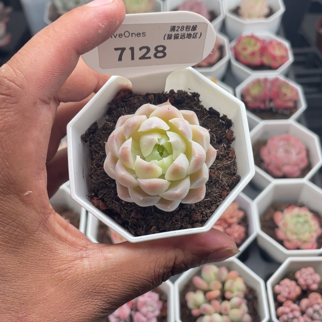 7128白月影4.0厘米