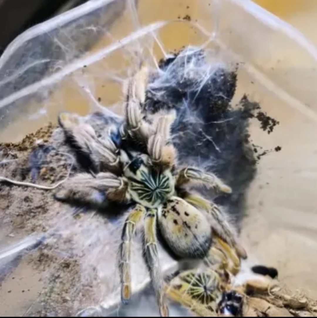 纳米比亚黄金巴布3-15厘米幼体稀有高端巴布活体宠物蜘蛛