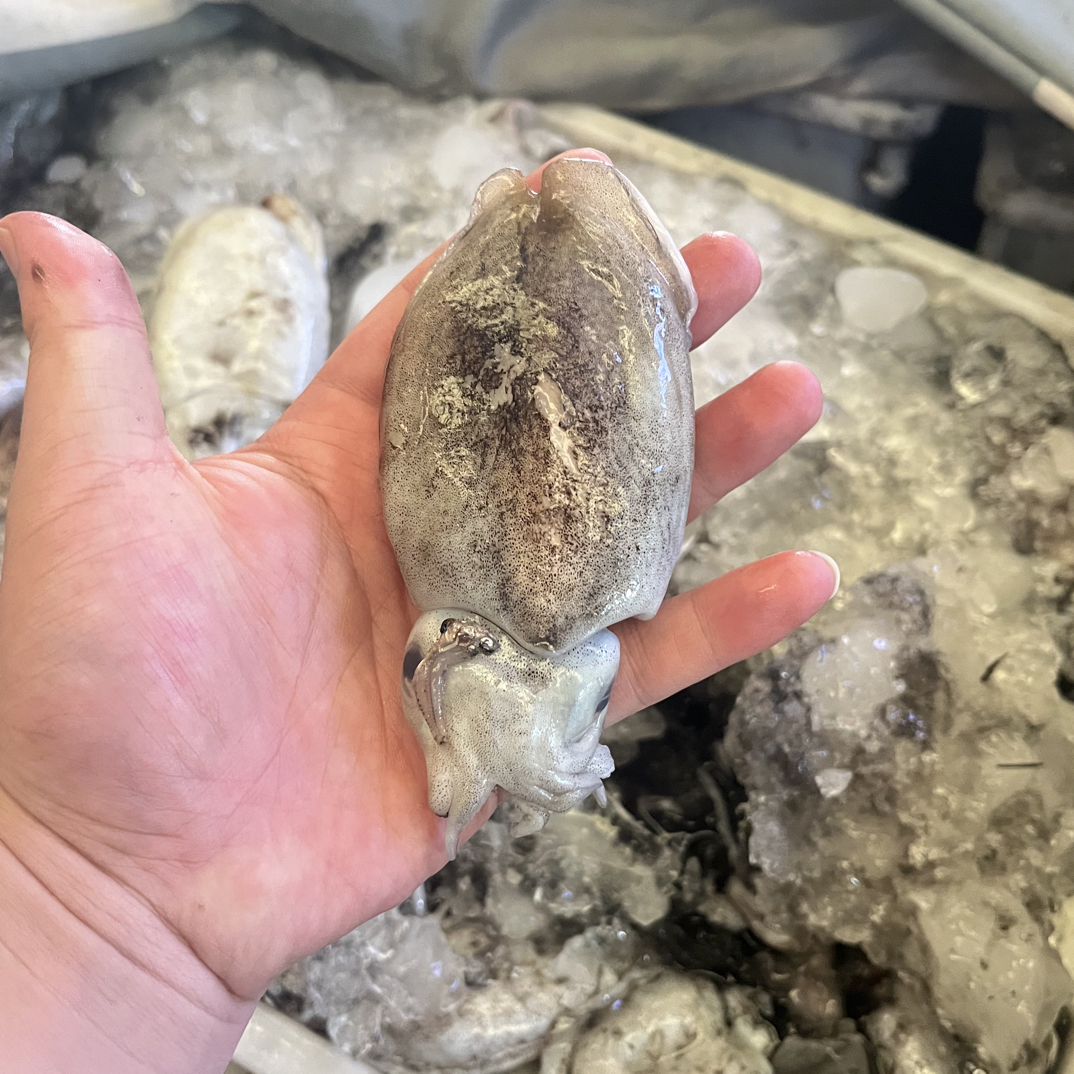 【四斤圆墨鱼】东海野生圆墨鱼8-10只珍珠墨正宗墨海捕新鲜墨鱼