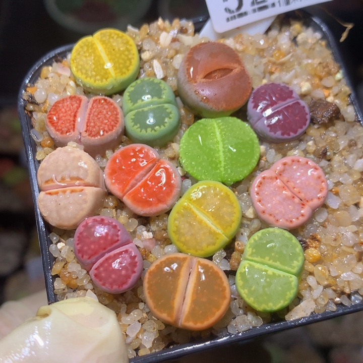 精品生石花225.520