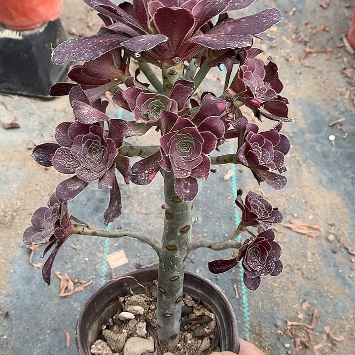 320圆叶黑法师多肉植物