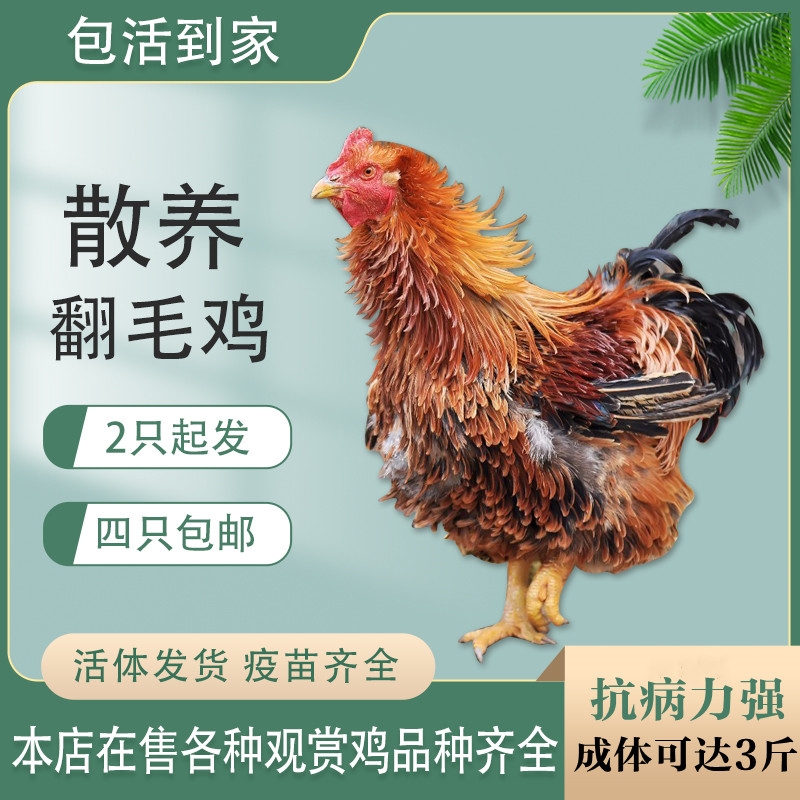 农村散养翻毛鸡土公鸡现杀带内脏毛重适中新鲜美味