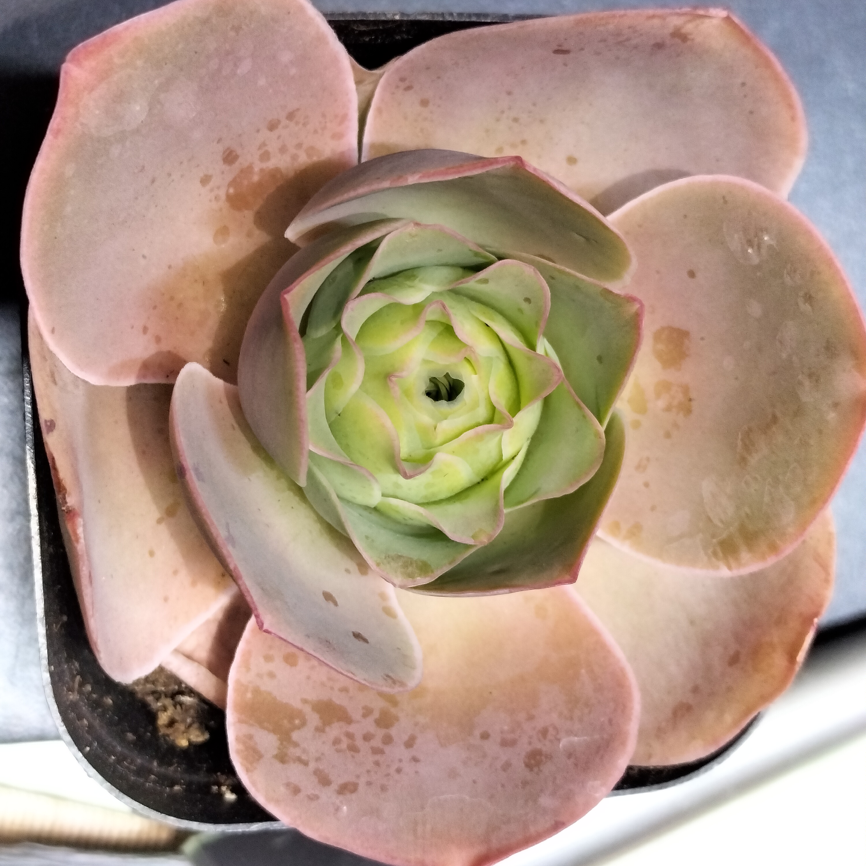 楹楹山地玫瑰/92/7cm