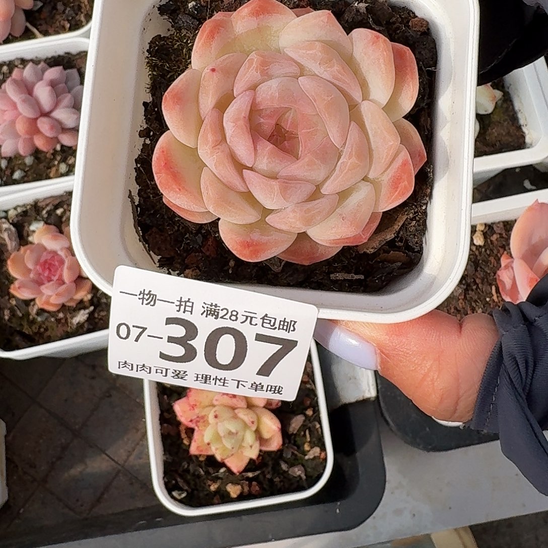 梦幻泡影无盆土发货无