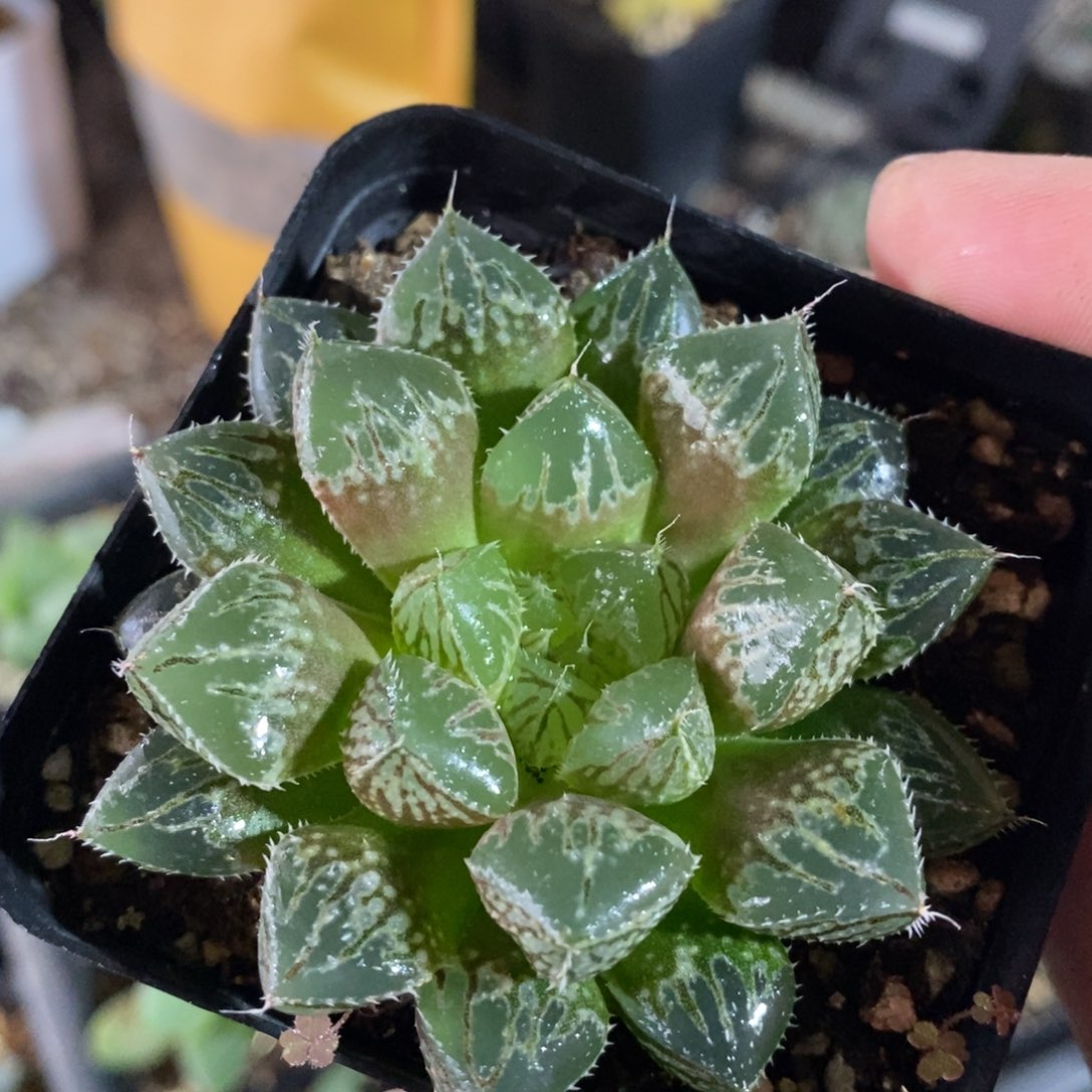 十二卷楼兰一颗 整点福利