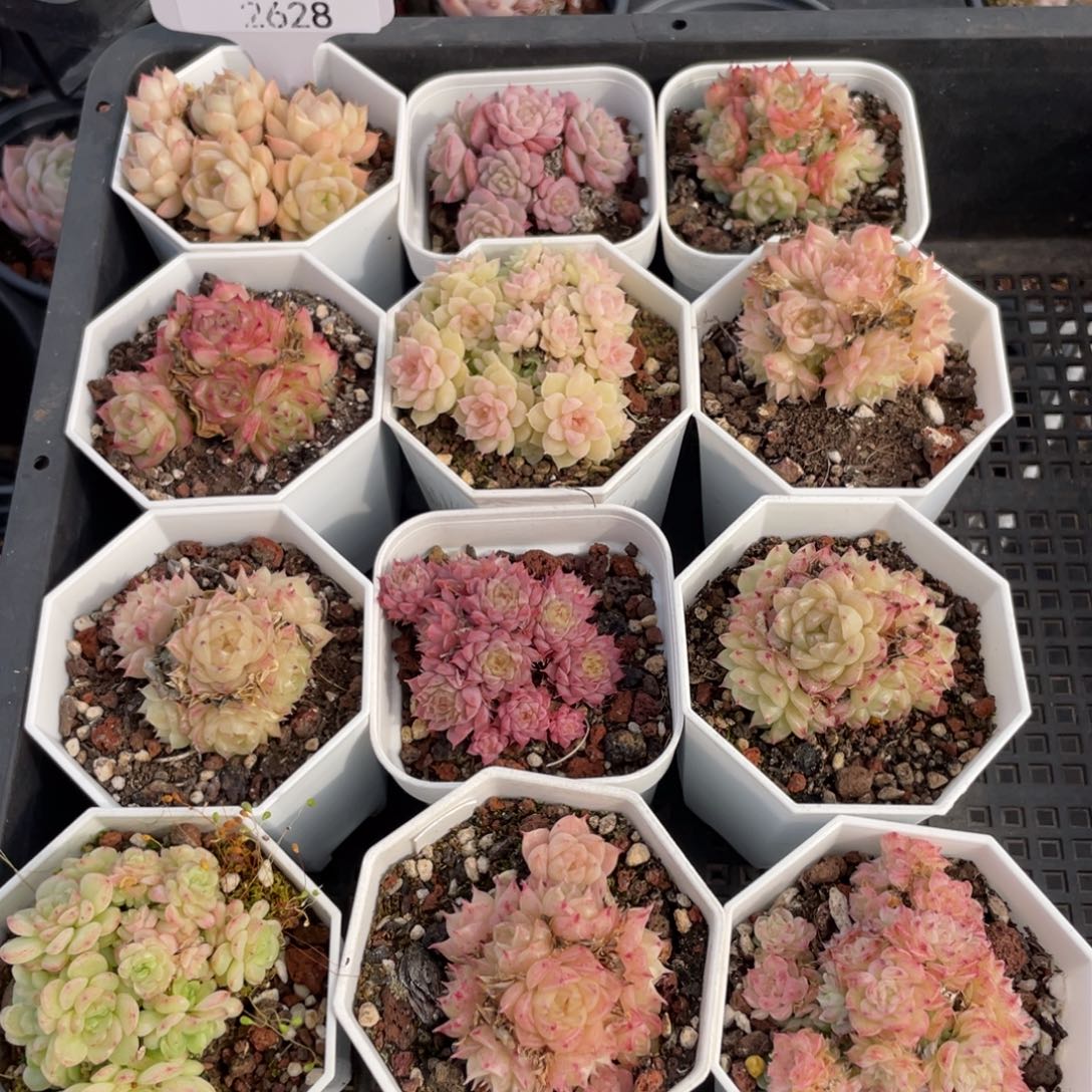 不包整散 盆子不售后2628