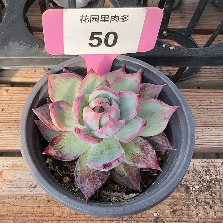 50 惊鸿仙子多肉植物6-9cm