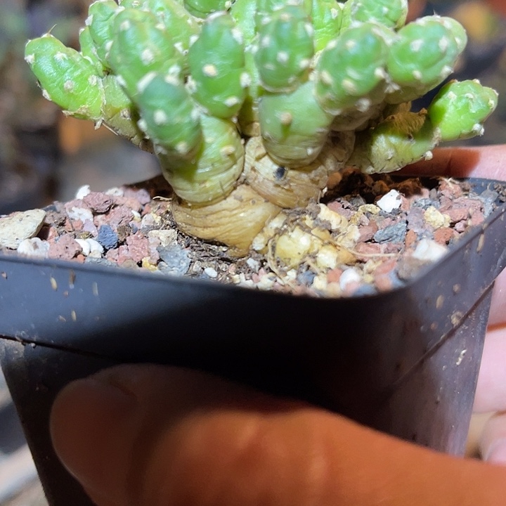 满38包邮2天凑单，脱土晾根发货多肉植物罗西安娜