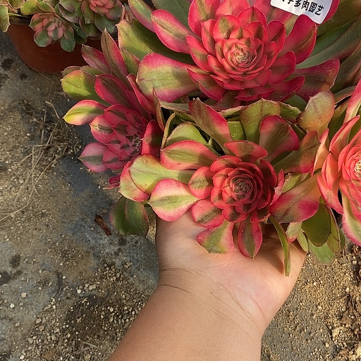 多肉植物荔枝187多肉