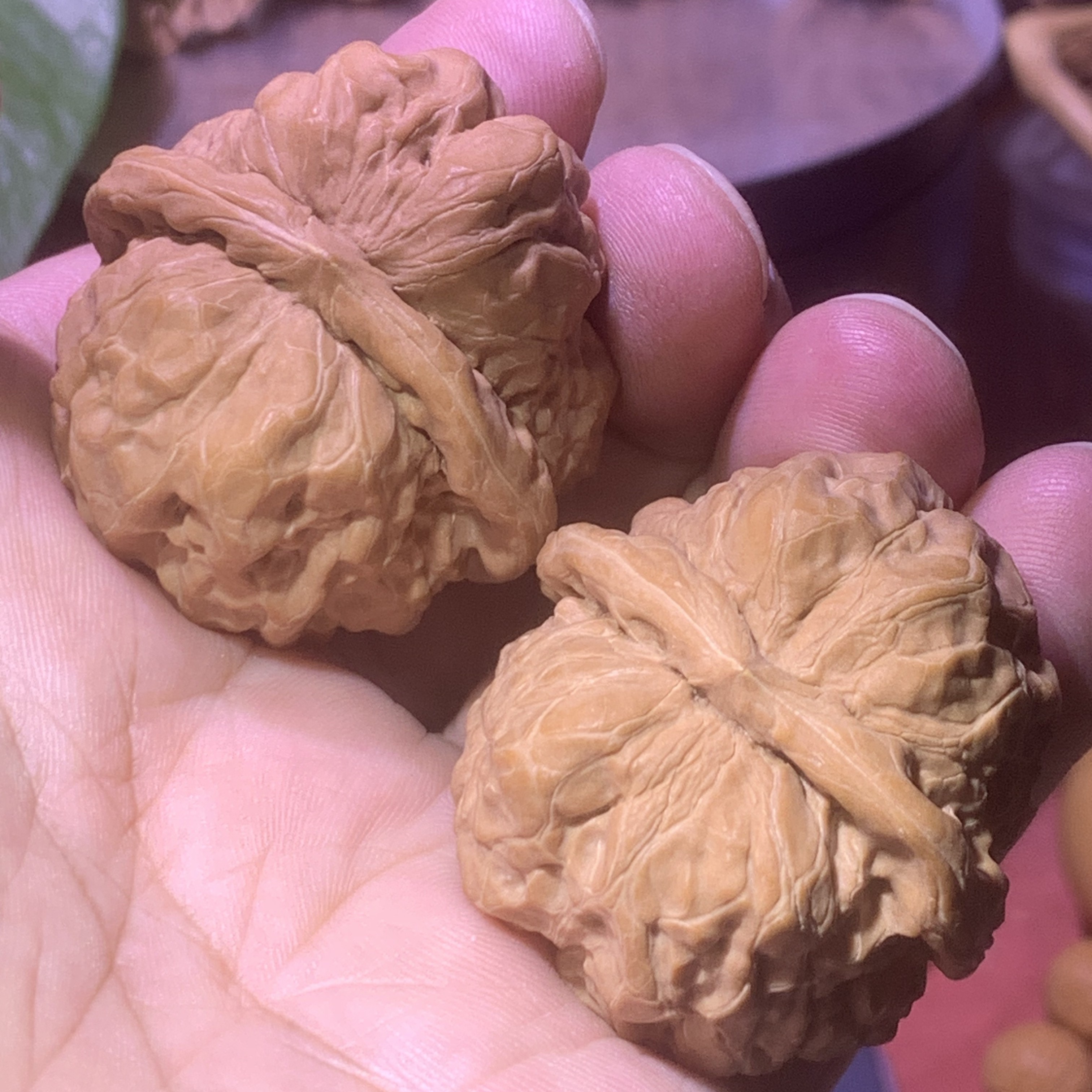 金蟾蛤蟆头：皮质坚韧如蜡，经过盘玩后，皮色会变得格外美丽动人。