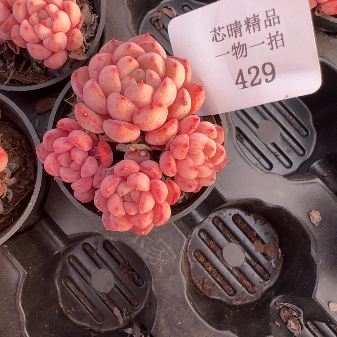 闪购精品多肉429号