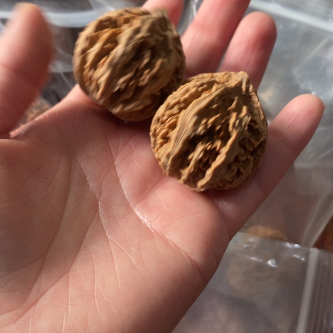 秦岭野生核桃灯笼