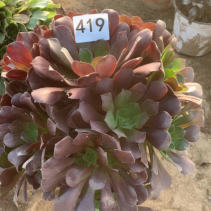 无花朵419欧子北