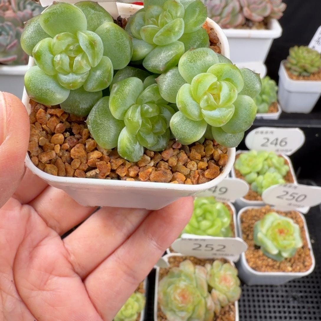 珍妮四头群253号一颗