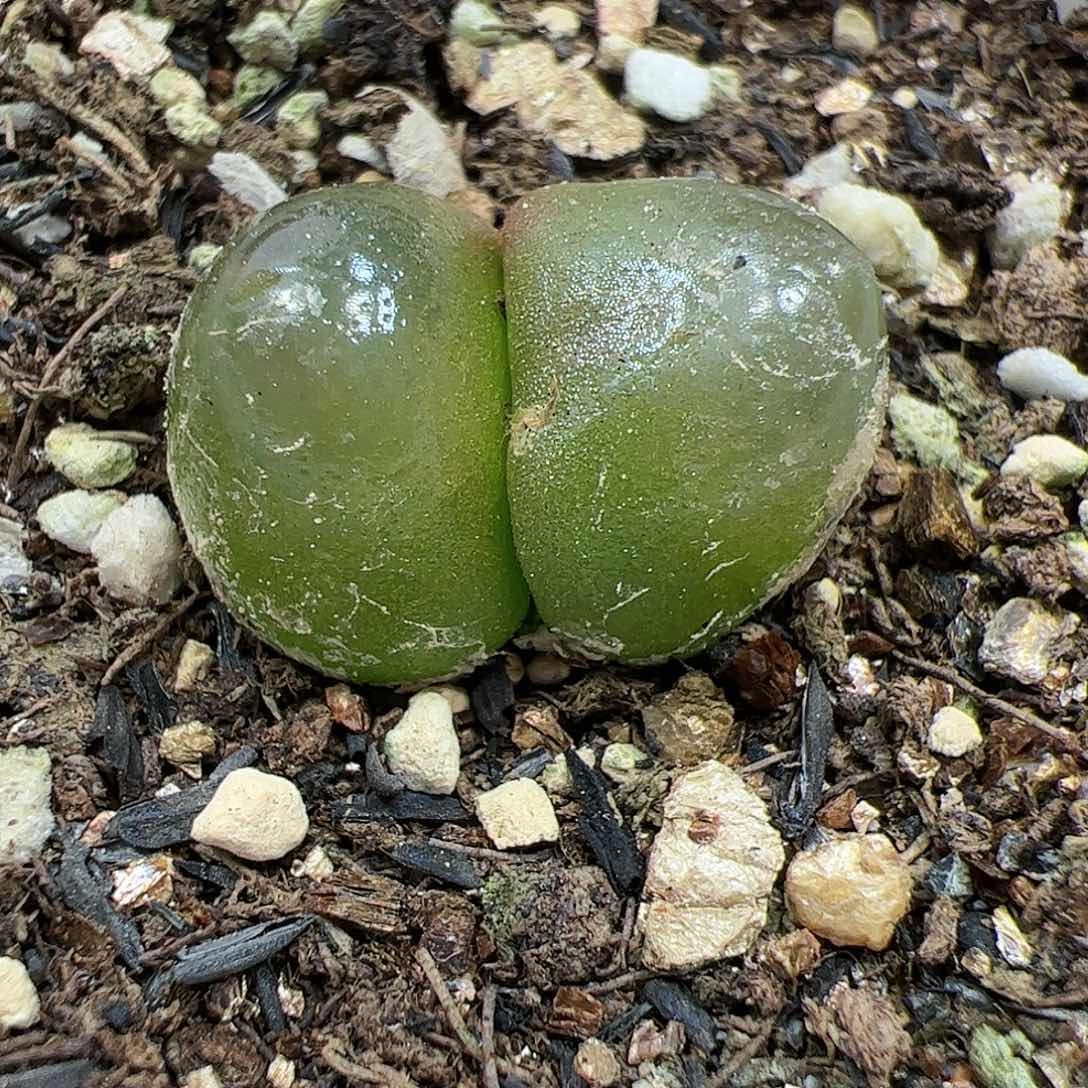 【闪购商品】256 双头灯泡