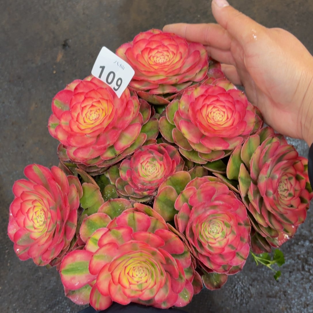 109多肉植物荔枝丛林装