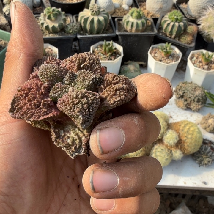 哥斯拉牡丹仙人球