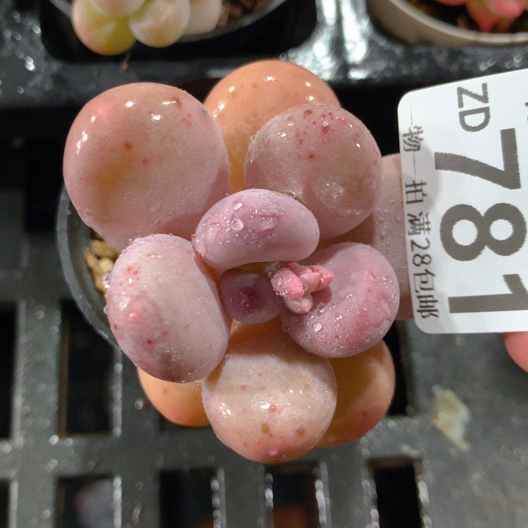 5CM拇指盆精控多肉ZD781