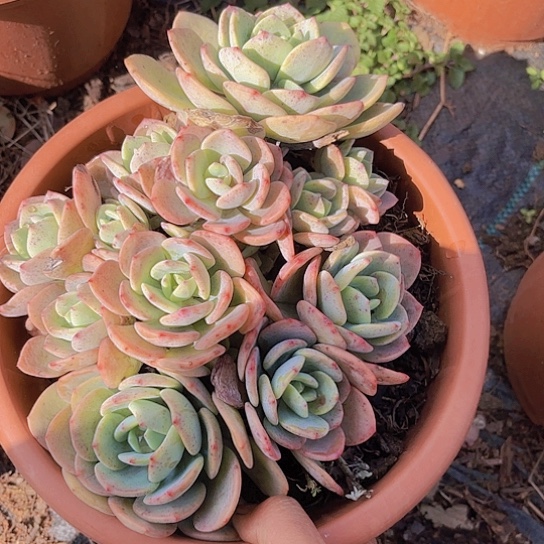 多肉植物。白月光与