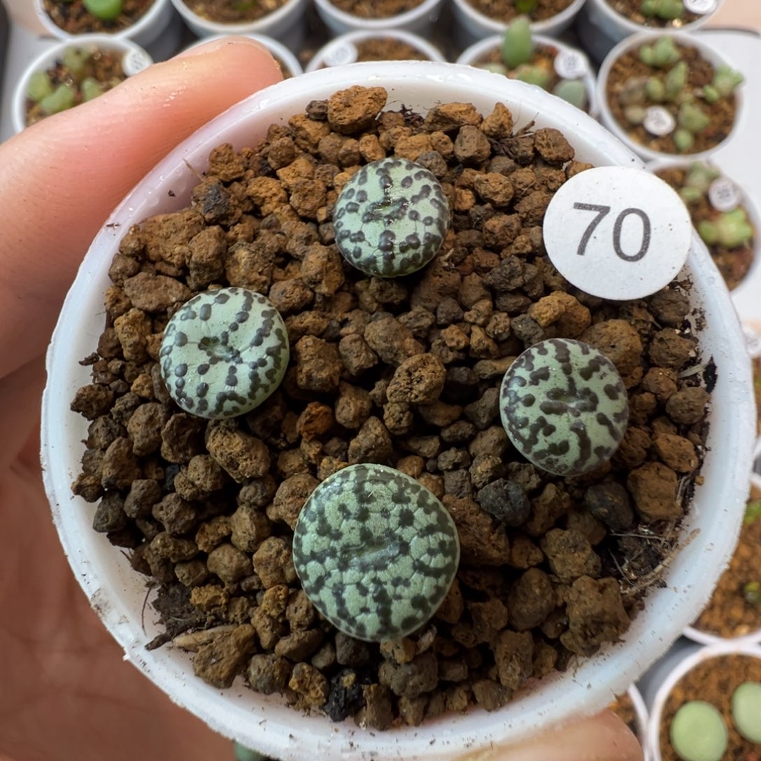 大黑点安贞一颗脱土7000000