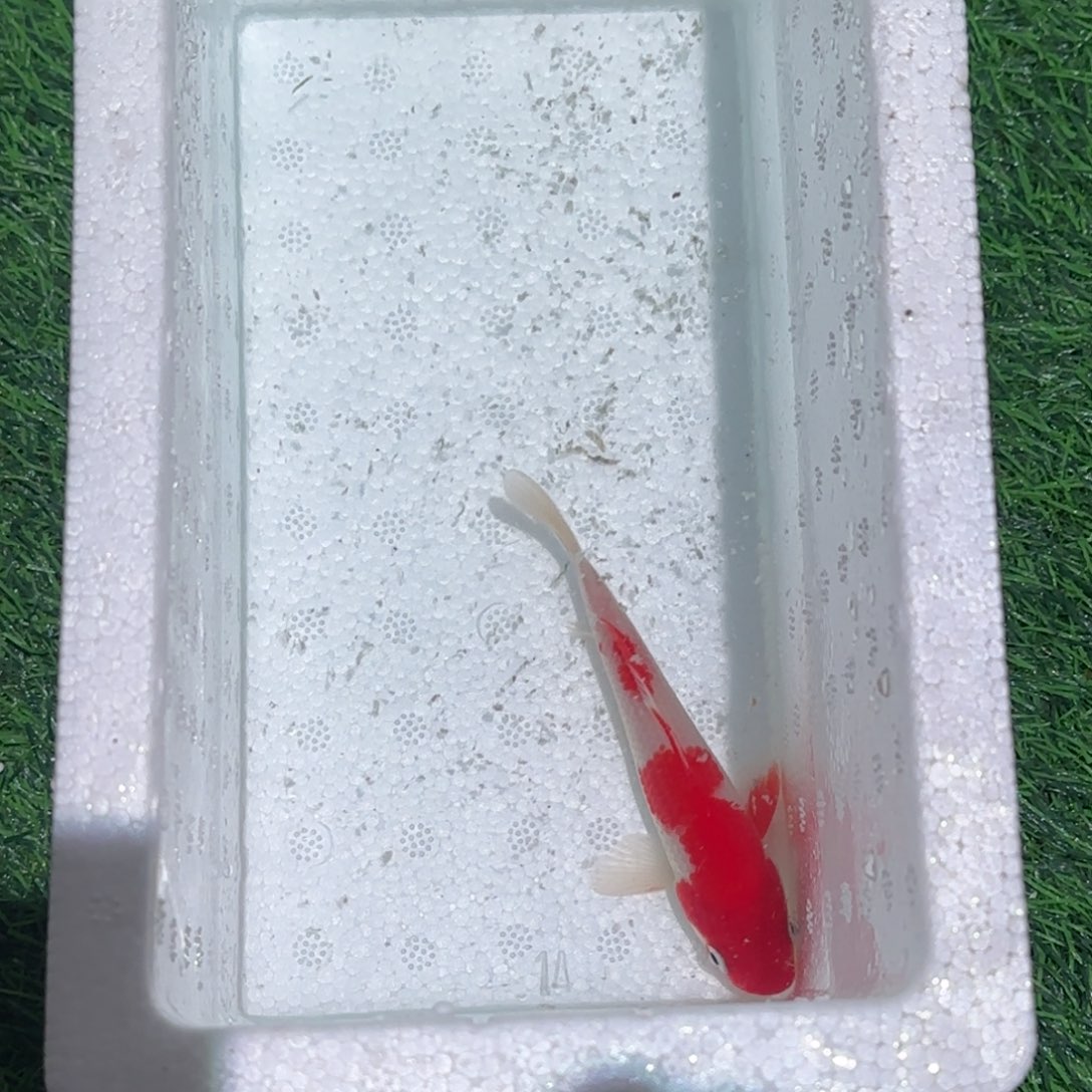 海水鱼锦鲤观赏鱼锦鲤