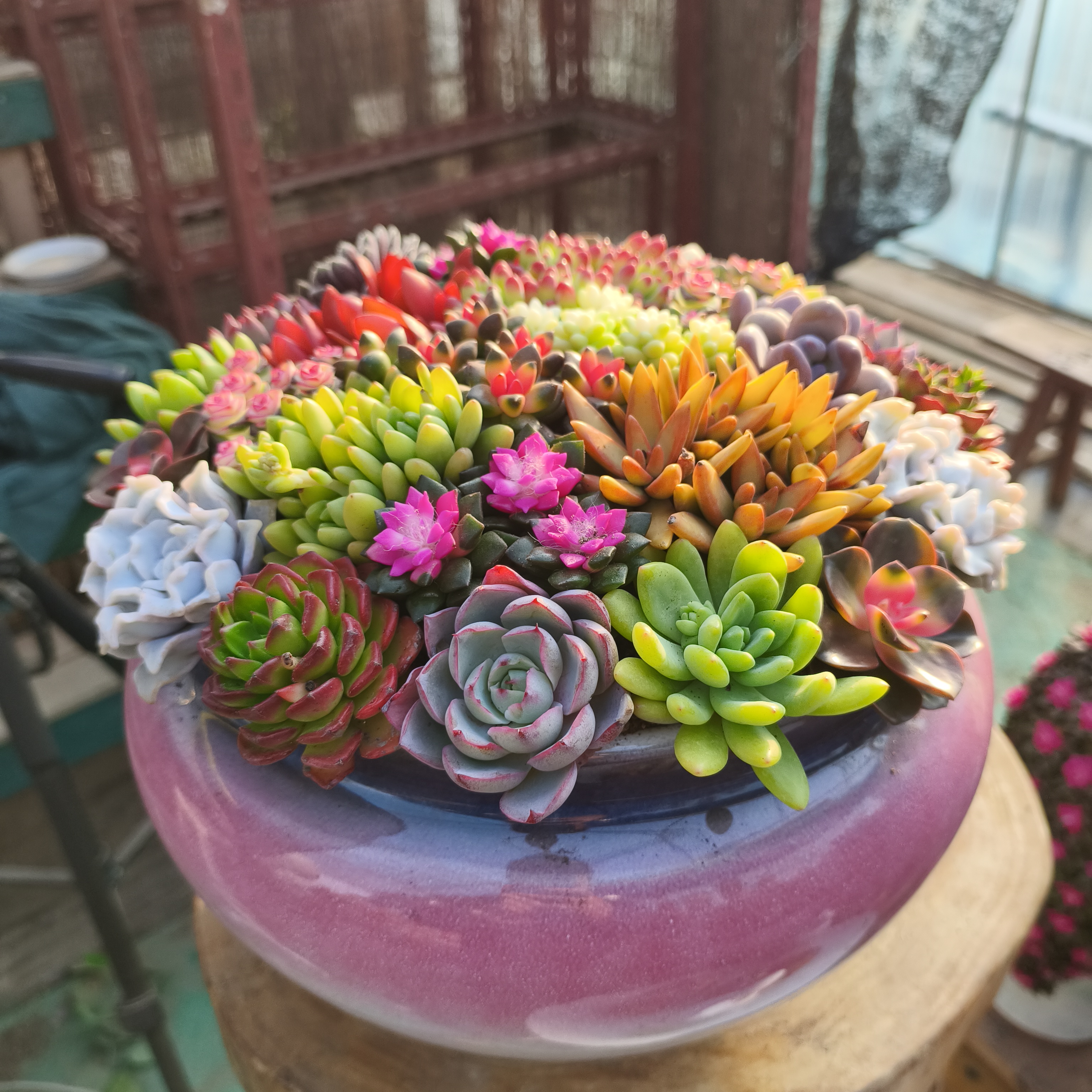 超大聚宝盆多肉花卉大号多肉组合盆栽
