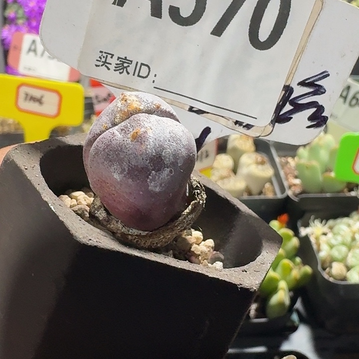 密密麻麻密密麻麻570