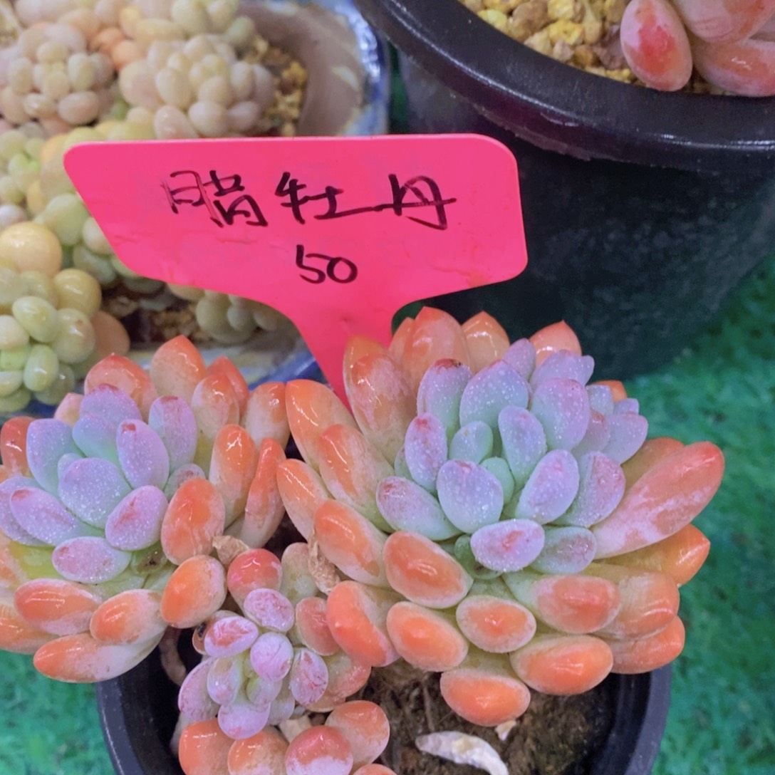 开心多肉，首播福利3