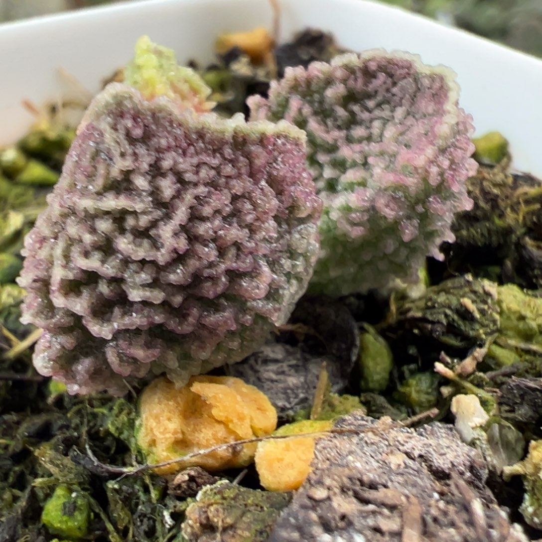 圆叶金边巨齿脑纹实生新品