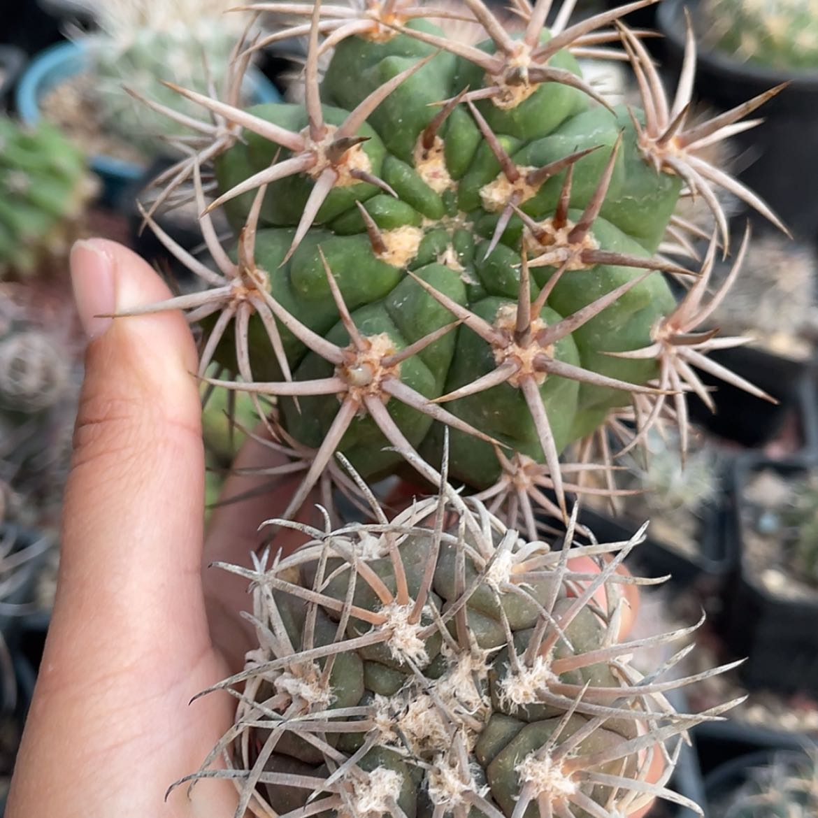 【闪购商品】组合冒根芽6666