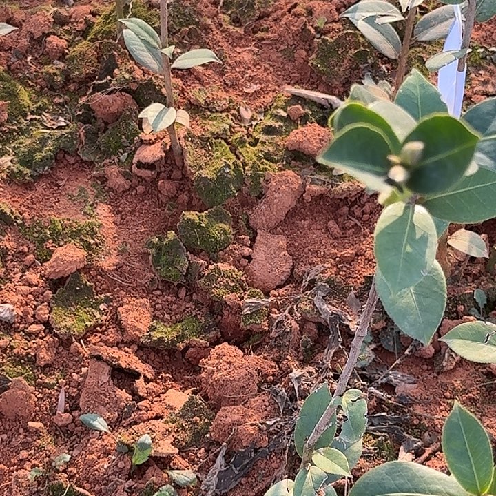 完全开放斑水屋其他茶梅