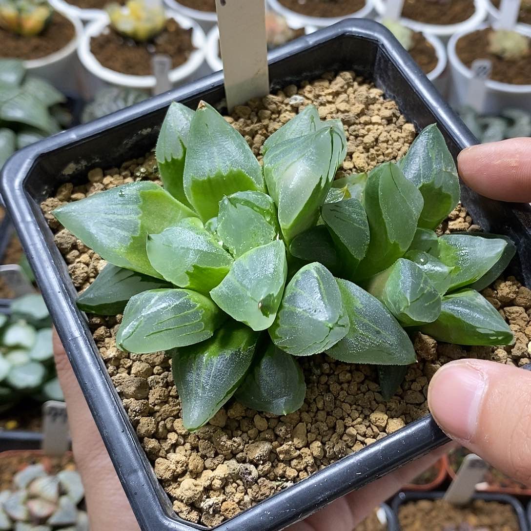 113冰城哈哈哈哈哈哈哈