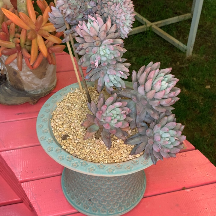 徐***奶多肉植物一物一拍