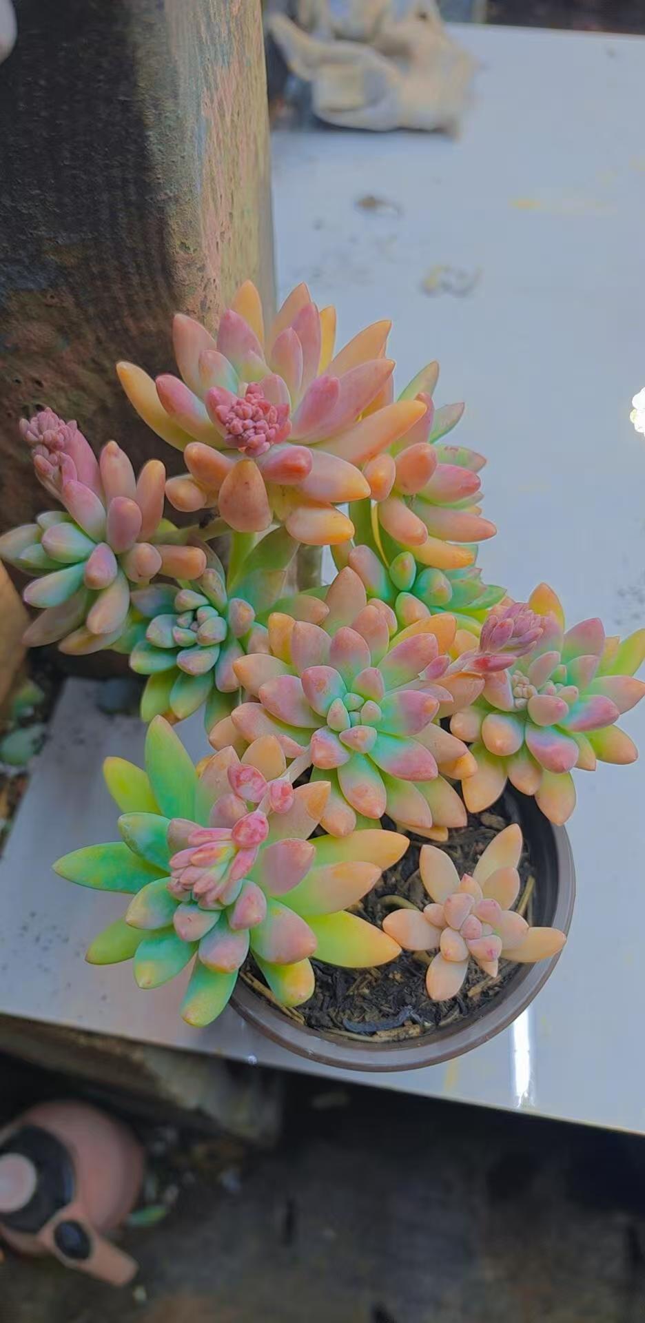 小老桩秋丽（脱土发货）