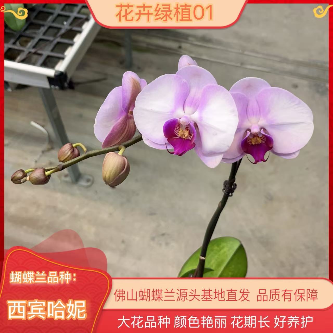 A18【西宾哈尼】3.0寸蝴蝶兰带花苞基地直发.室内花.花期长.年花