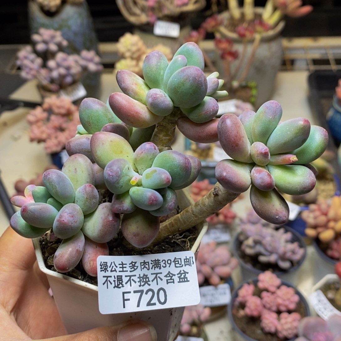 720苹果奶多肉8c m