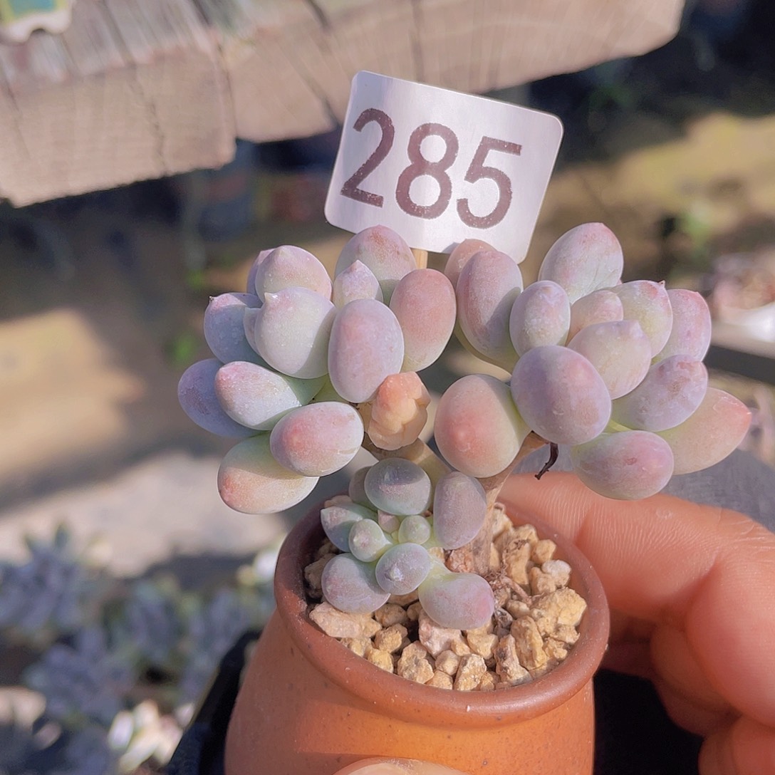 溜溜球多肉植物的